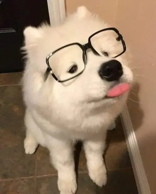  ảnh meme chế 10