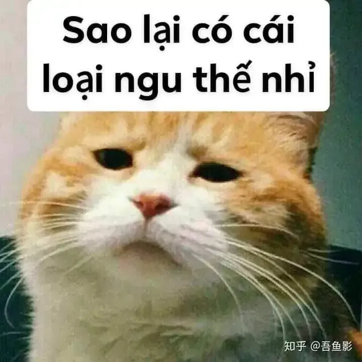  ảnh meme chửi 31