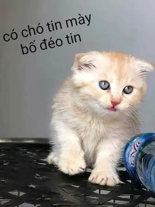  ảnh meme chửi 12
