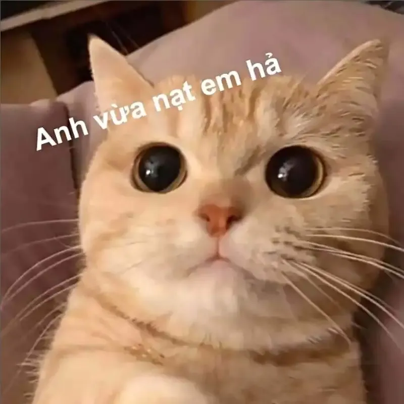  ảnh meme chửi 13