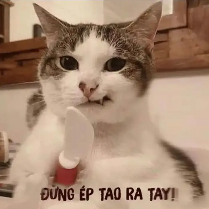  ảnh meme chửi 19