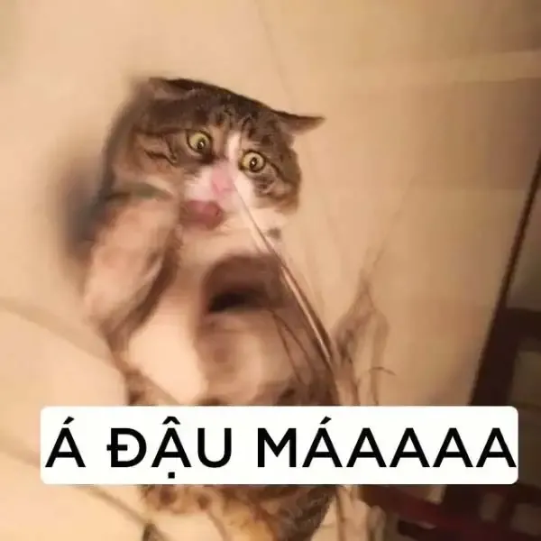  ảnh meme chửi 24