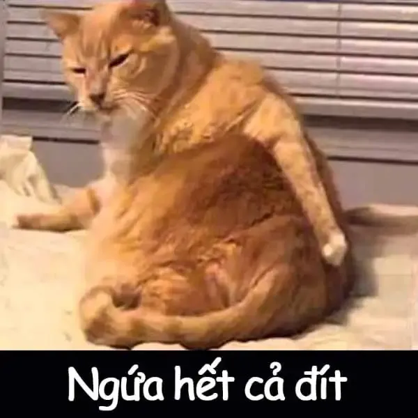  ảnh meme chửi 25
