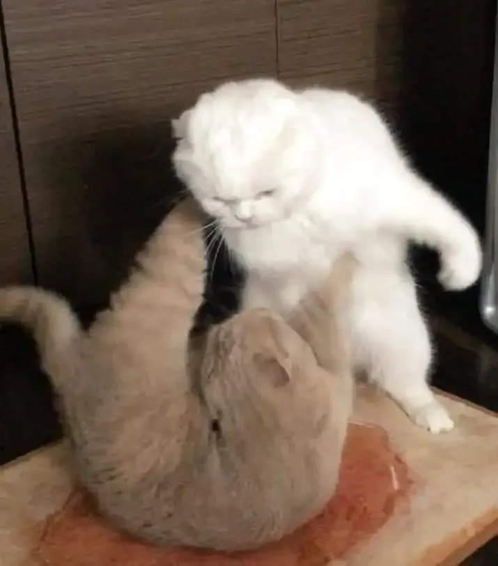 ảnh meme đánh 2