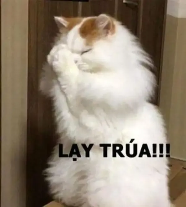 ảnh meme đánh 29