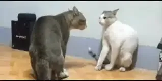 ảnh meme đánh 33