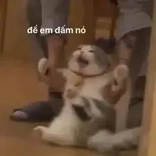ảnh meme đánh 34