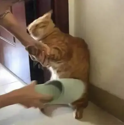 ảnh meme đánh 9