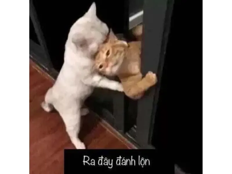 ảnh meme đánh 37