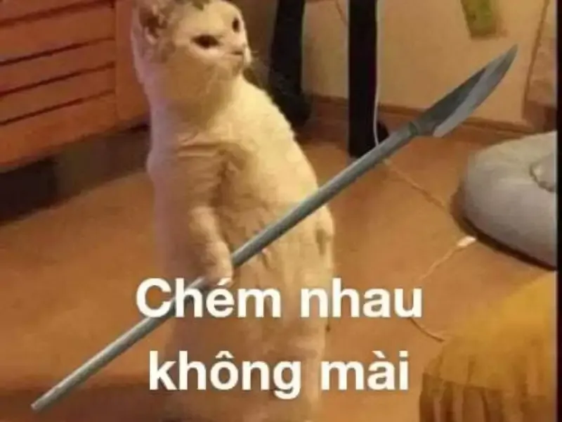 ảnh meme đánh 20