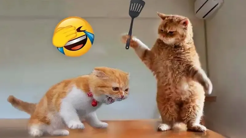 ảnh meme đánh 21