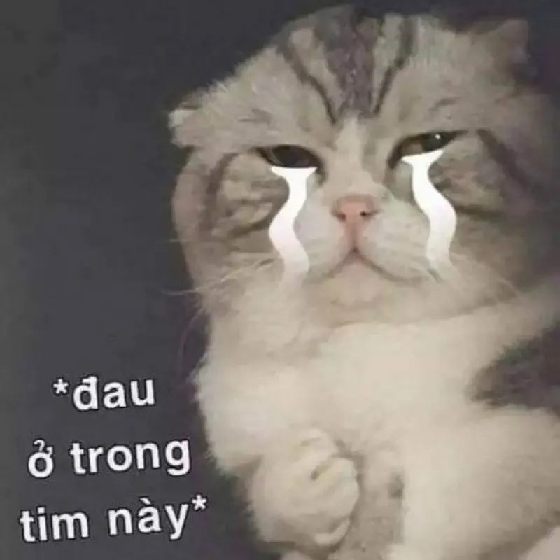 ảnh meme đánh 44