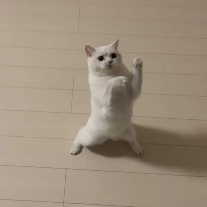 ảnh meme đánh 45