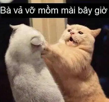 ảnh meme đánh 46