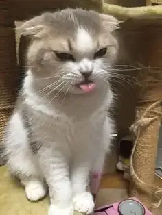 meme hài hước 4