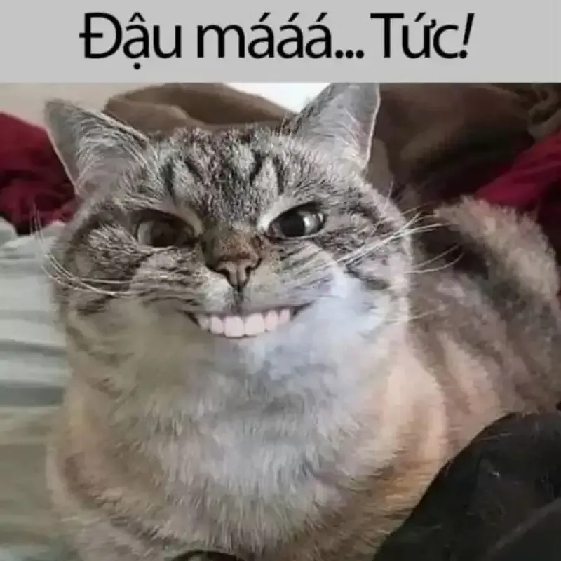  meme hài hước 14