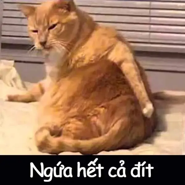  meme hài hước 36