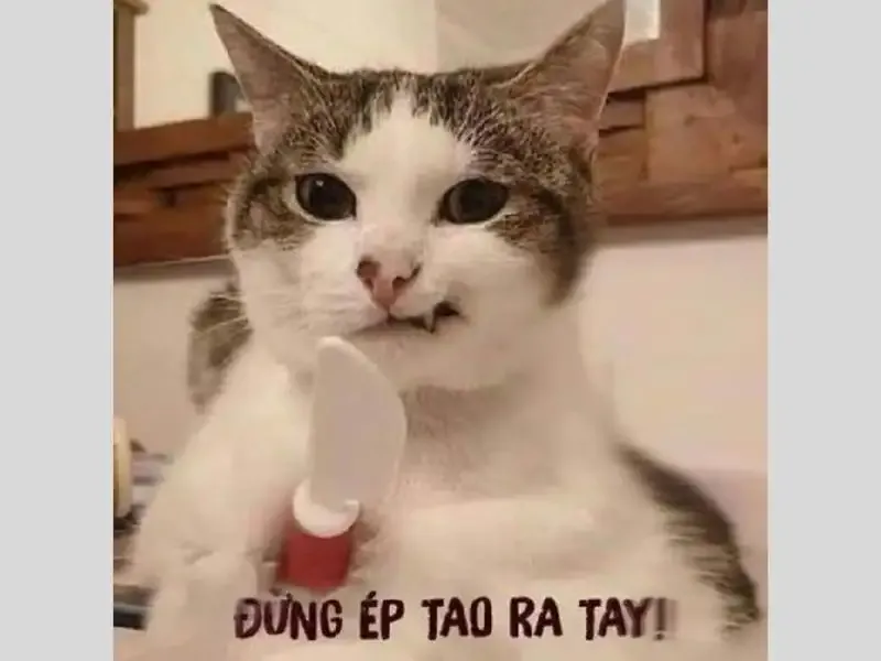  meme hài hước 40