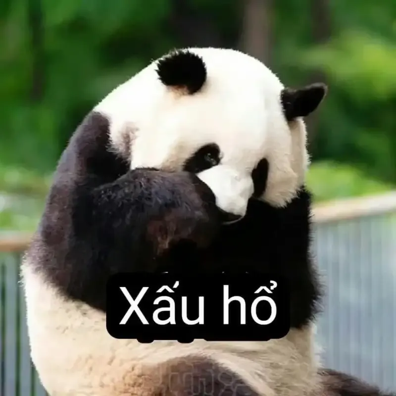  gấu trúc meme 4
