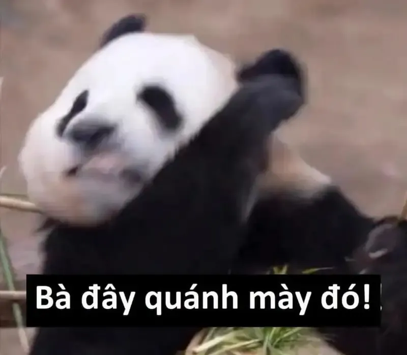  gấu trúc meme 13