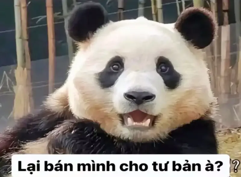  gấu trúc meme 14