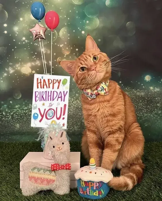  ảnh meme happy birth day 30