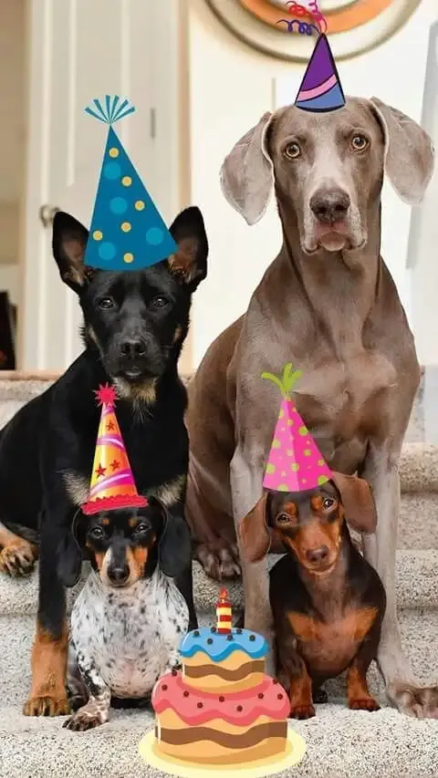  ảnh meme happy birth day 32