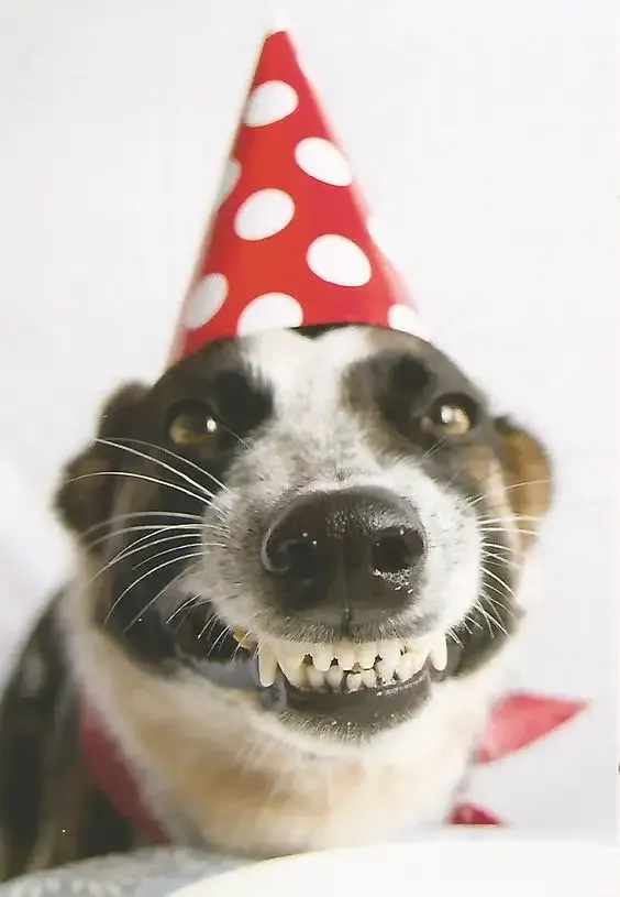  ảnh meme happy birth day 11