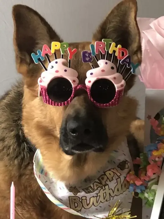  ảnh meme happy birth day 16