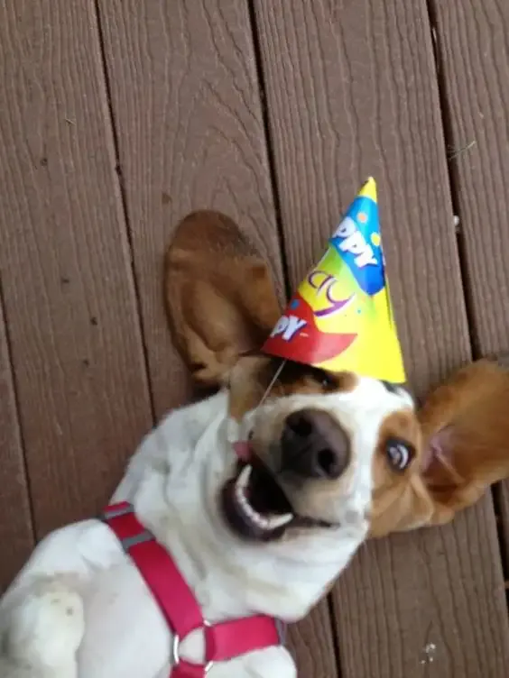  ảnh meme happy birth day 19