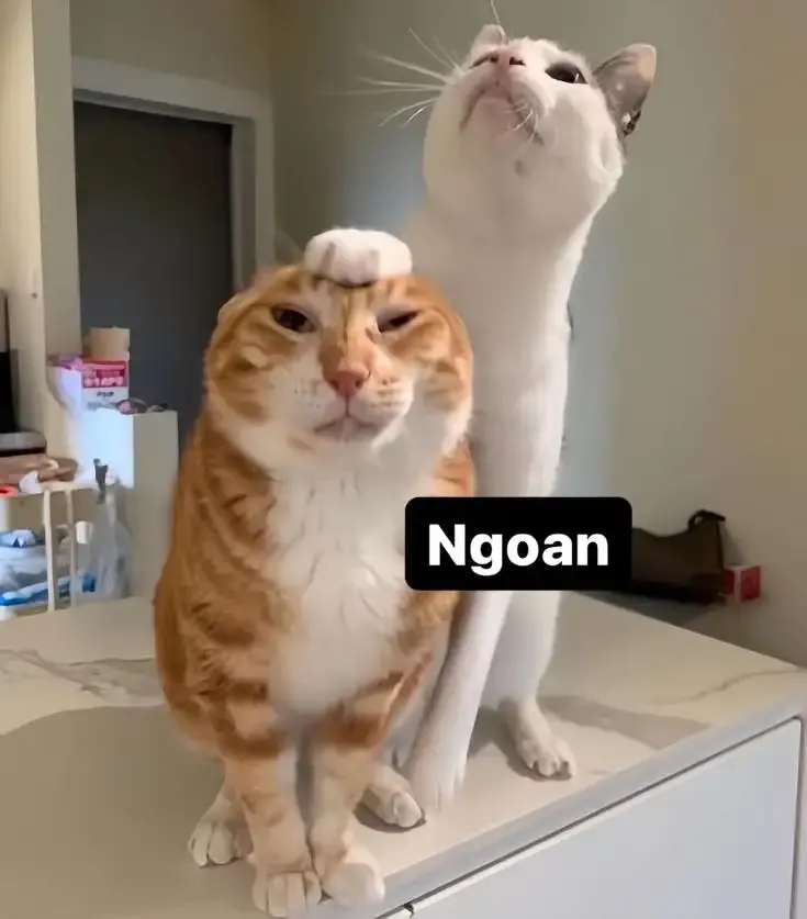  ảnh hình meme cute 26