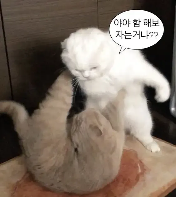  ảnh hình meme cute 29