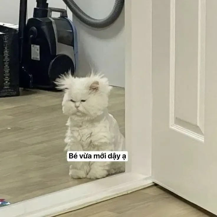  ảnh hình meme cute 30