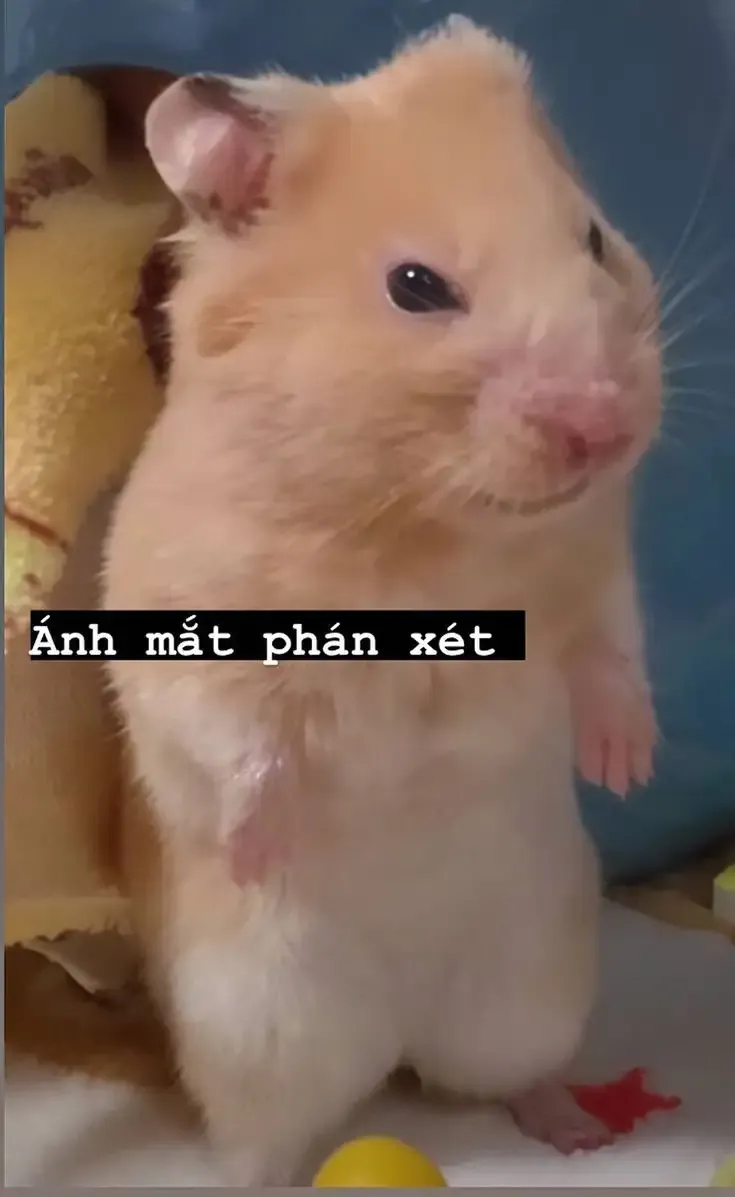  ảnh hình meme cute 3