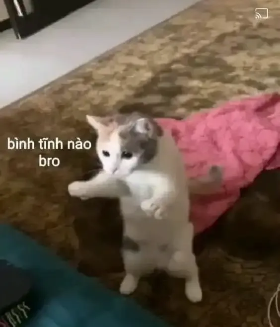  ảnh hình meme cute 38