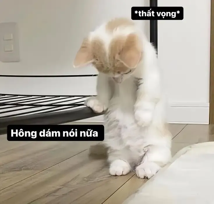  ảnh hình meme cute 40