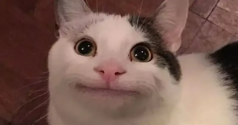  ảnh hình meme cute 9
