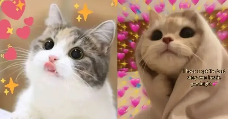  ảnh hình meme cute 12