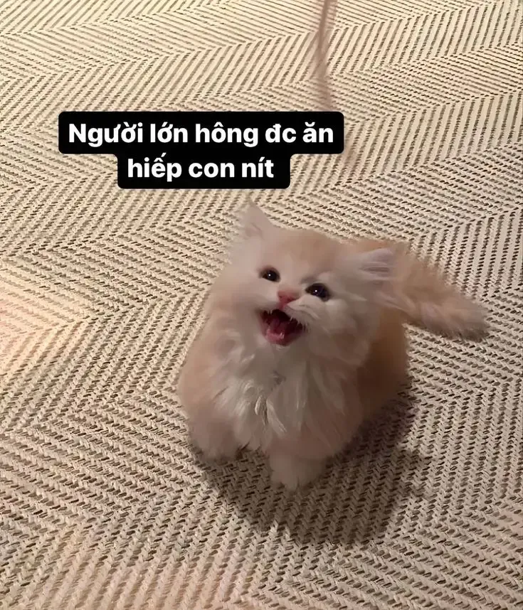  ảnh hình meme cute 43