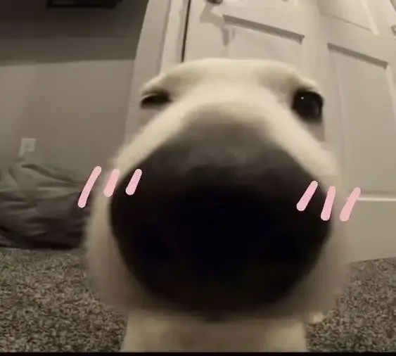  ảnh hình meme cute 19