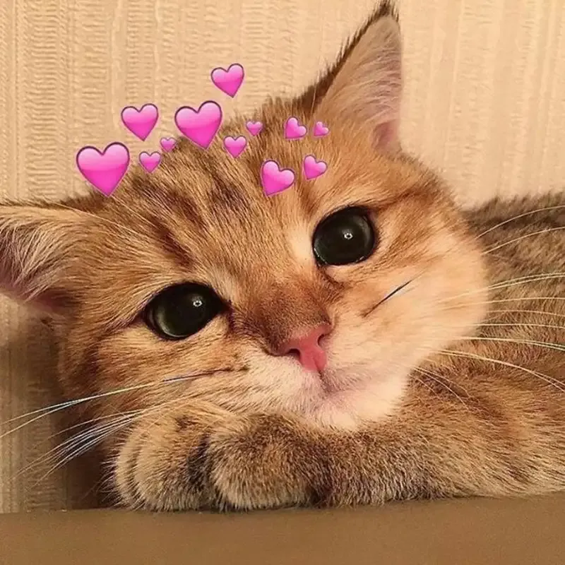  ảnh hình meme cute 23