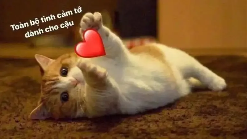  ảnh hình meme cute 45