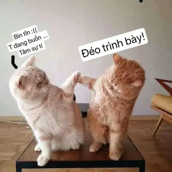  ảnh meme bựa 37