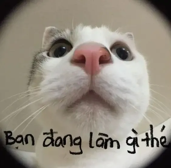  ảnh meme bựa 18