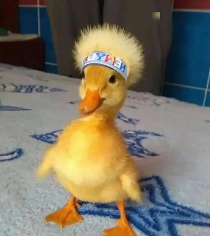  ảnh meme bựa 4