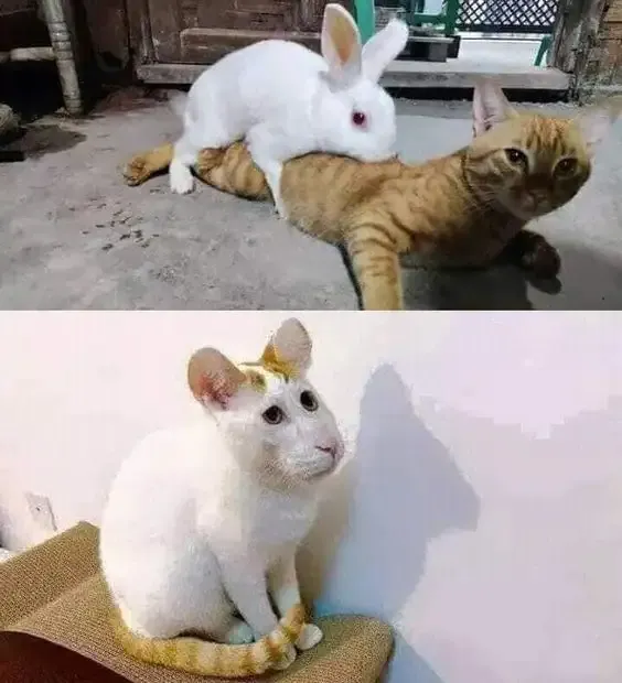  ảnh meme bựa 40