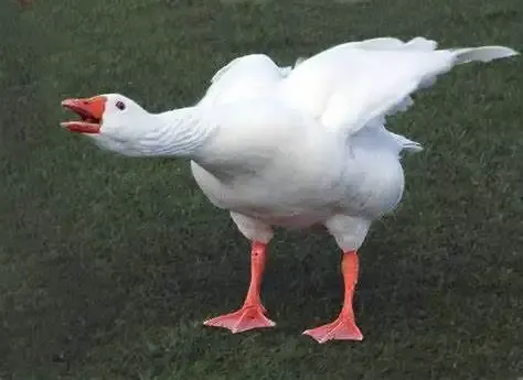  ảnh meme bựa 28