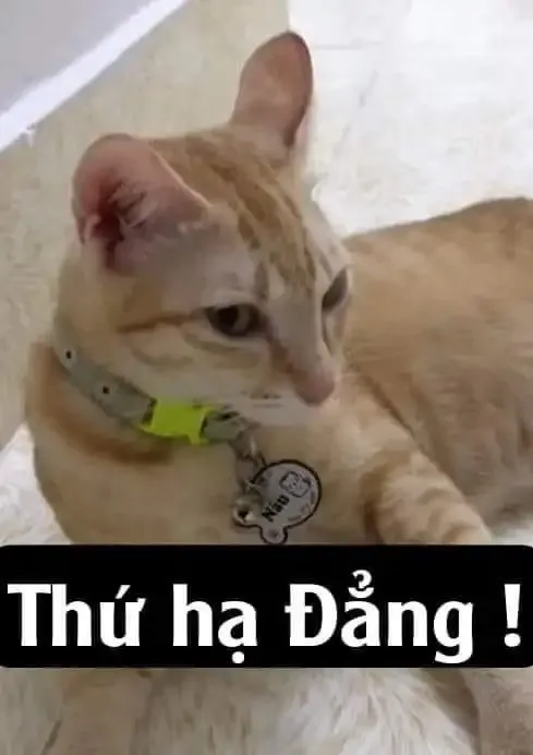  ảnh meme bựa 7