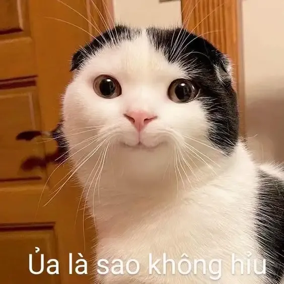  ảnh meme chê 28