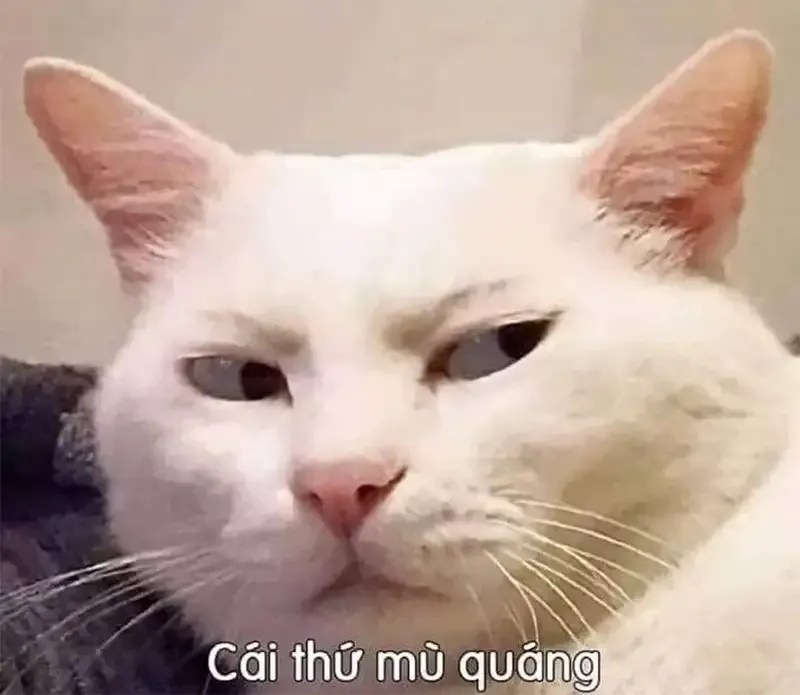  ảnh meme chê 11